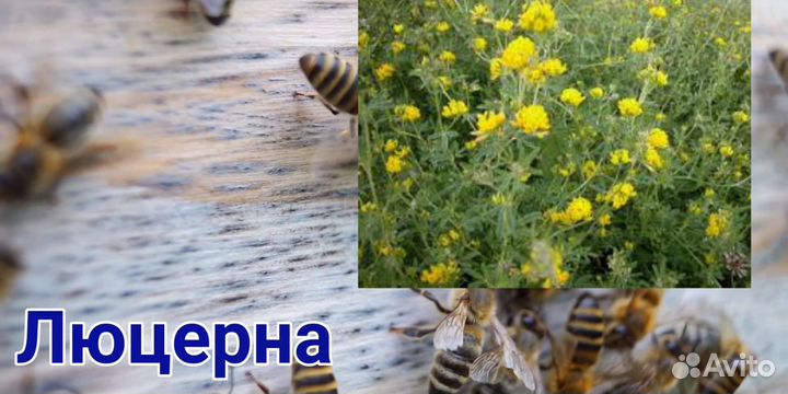 Мёд, перга,мёд в Сотах, прополис