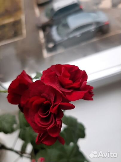 Герань пеларгония