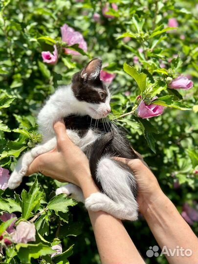 Отдам в добрые руки