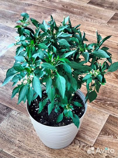 Перец комнатный острый