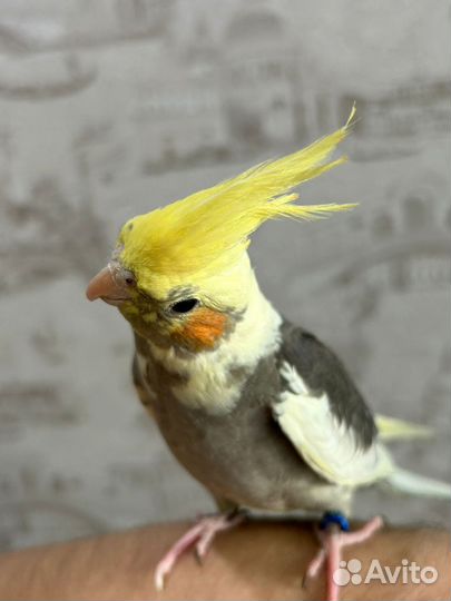 Попугай Корелла выкормыш