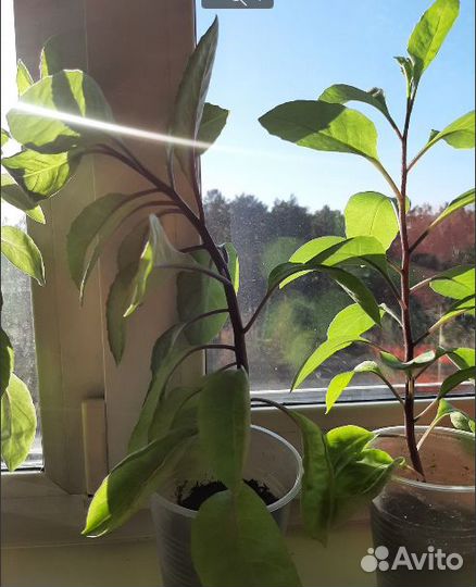 Джинура листья бога