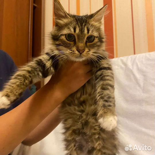 Кошечка бесплатно