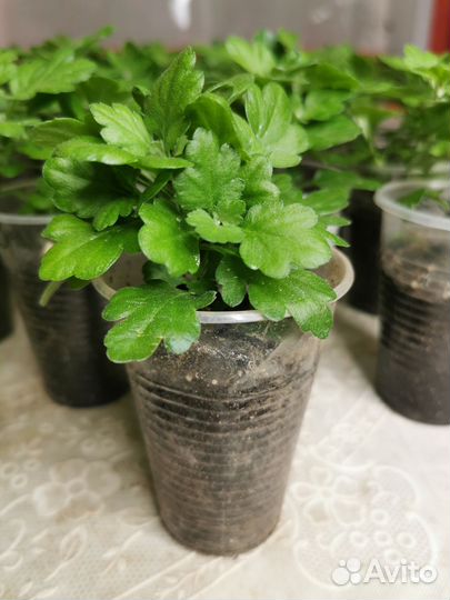 Хризантемы мультифлора и корейская