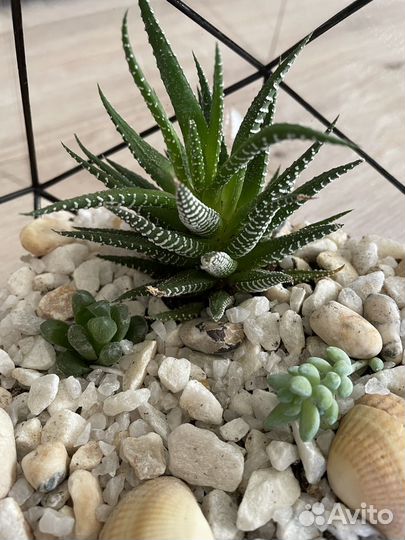 Флорариум суккуленты