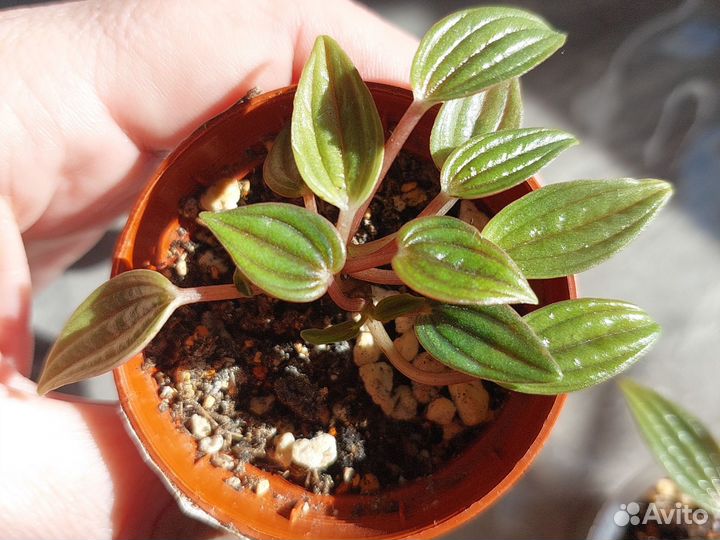 Пеперомия Россо