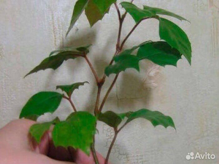 Циссус ромболистный (березка)