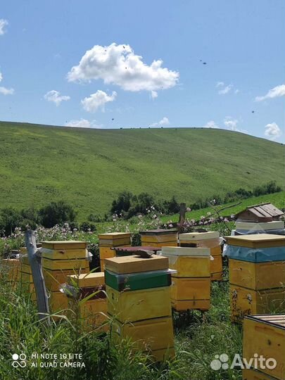 Алтайский мёд