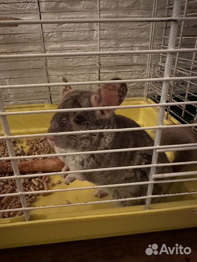 Шиншиллы с клеткой