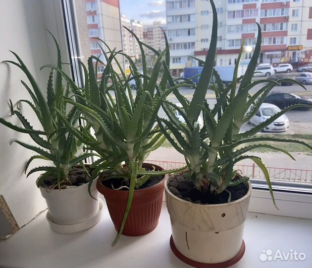 Алоэ трёхлетний