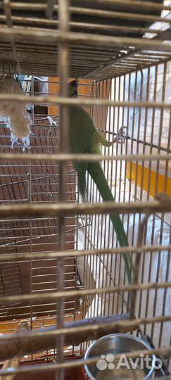 Ожереловые попугаи