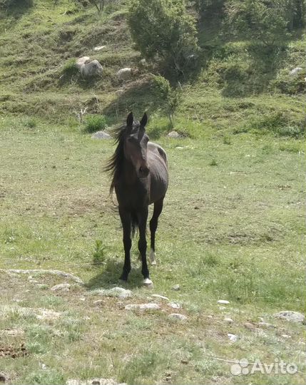 Лошадь жеребчик