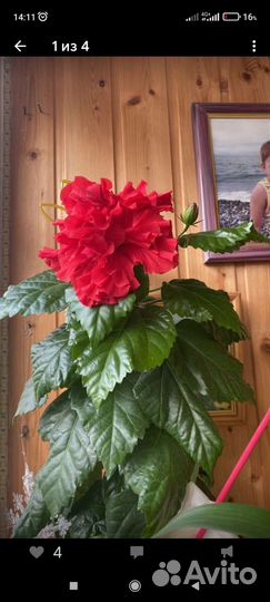 Гибискус, китайская роза