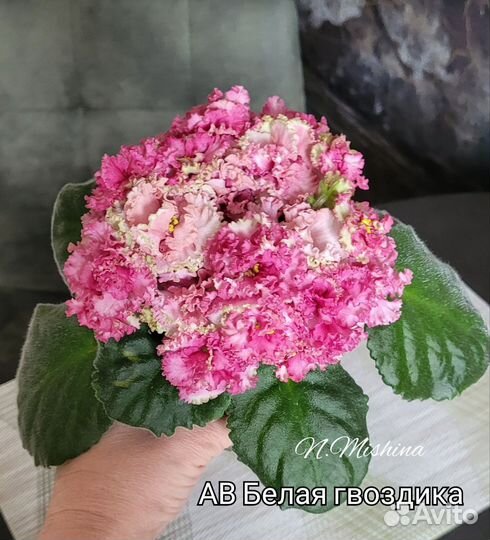 Фиалка ч.1 срезы