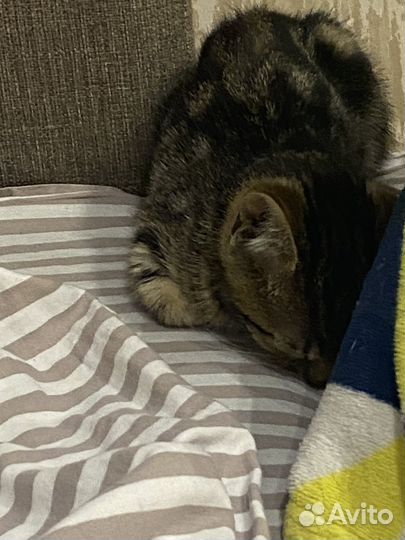 Котенок девочка в добрые руки