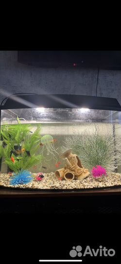 Аквариум с рыбками