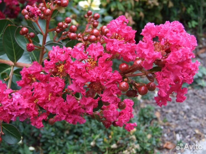 Лагерстремия