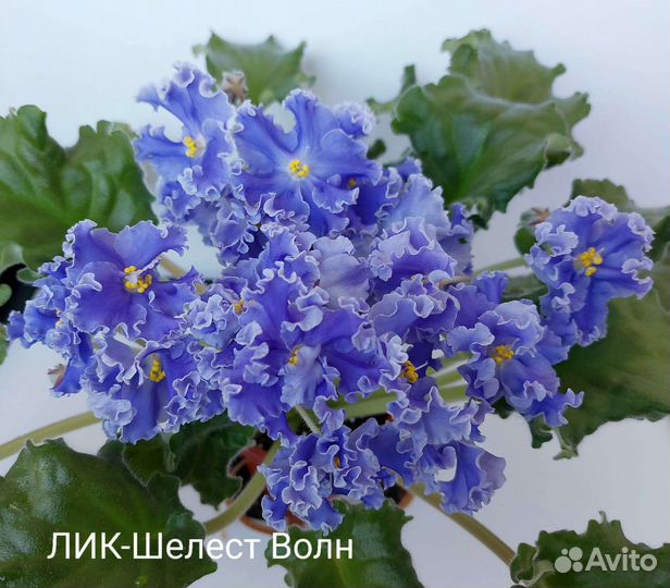 Фиалки сортовые