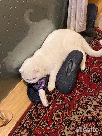 Шотландский вислоухий кот для вязки