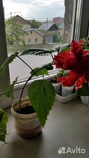 Вечнозеленый кустарник-комнатные цветущие розы