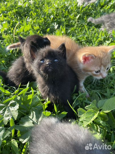 Котята в добрые руки