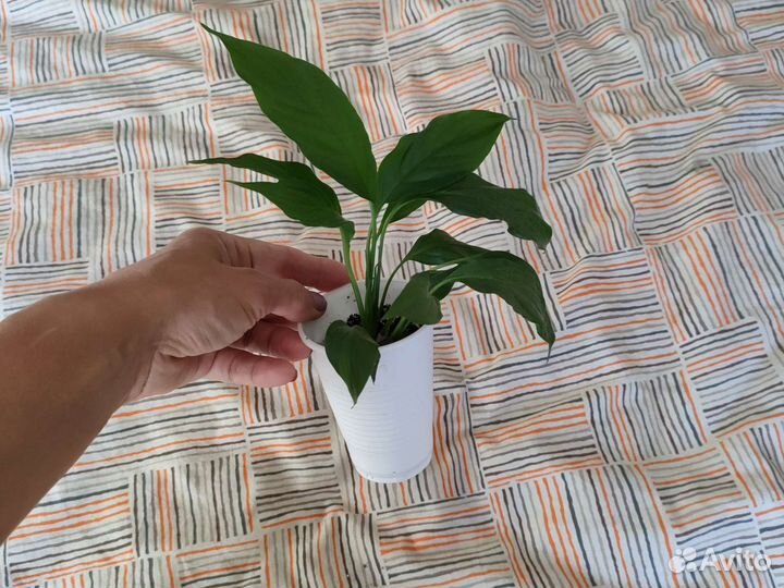 Спатифиллум - Женское счастье