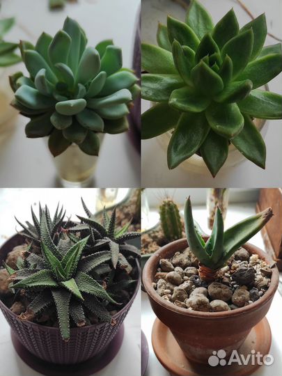 Кактусы и суккуленты + горшки для цветов