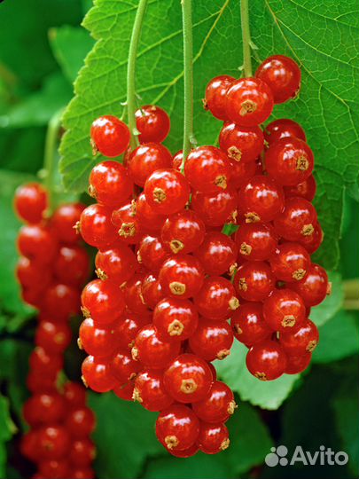 Смородина черная, красная, йошта и крыжовник