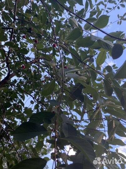 Принимаю заказ на вишню, чернику