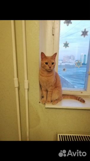 Передержка домашних животных