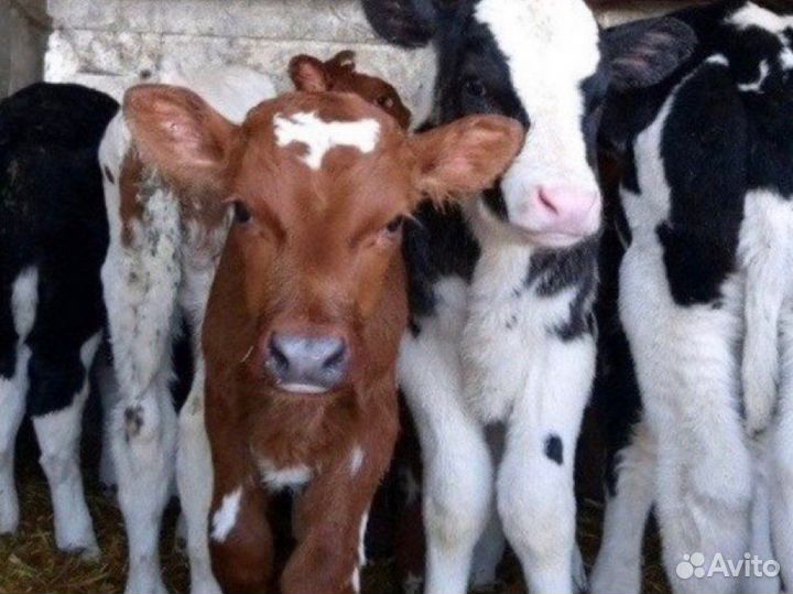 Бычки телята