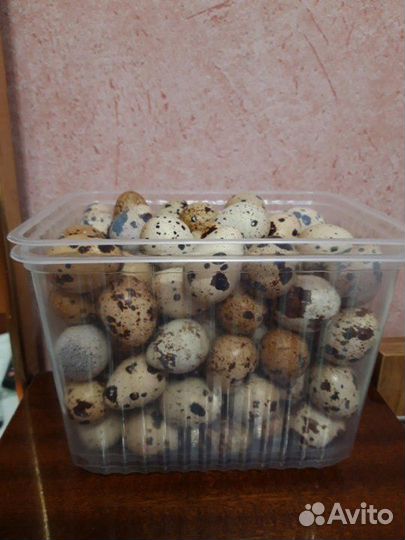Яйца перепелиные инкубационное