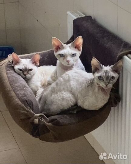 Девон-рекс кошечки в добрые руки