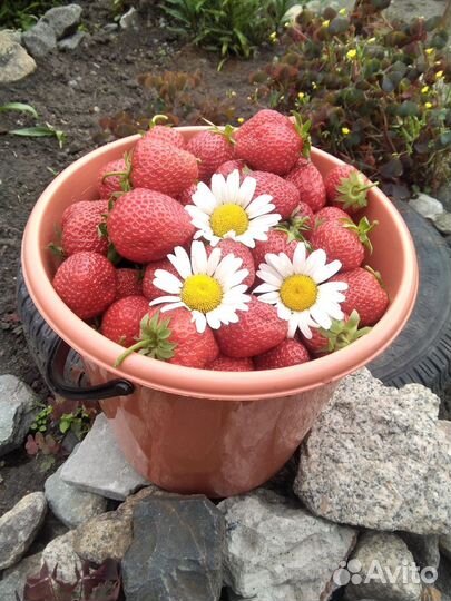 Саженцы и кустики