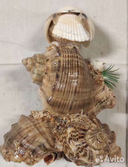 Композиция из ракушек