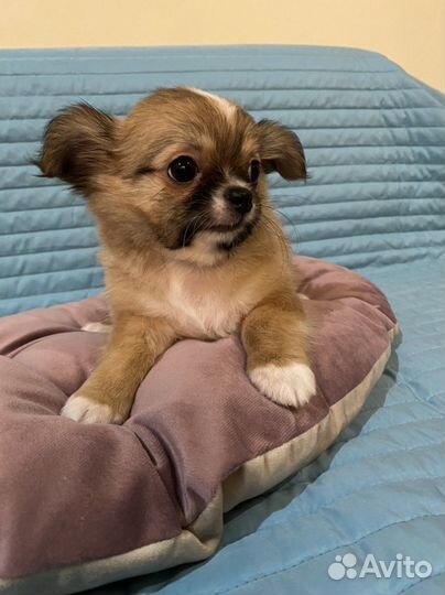 Щенки чихуахуа