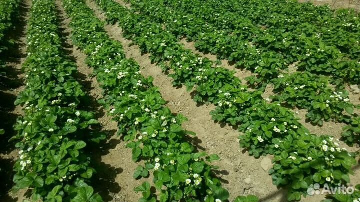 Рассада клубники ремотантная