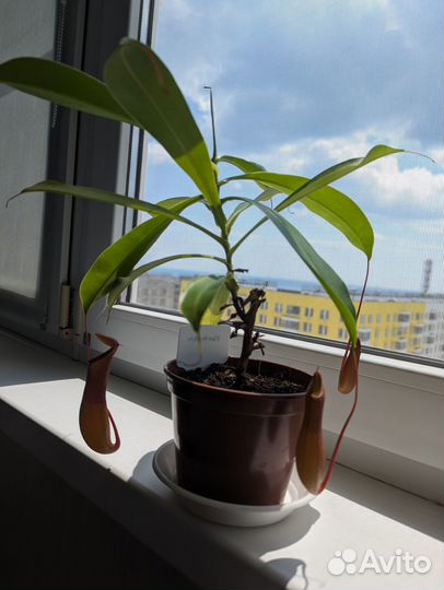 Непентес Вентрата хищное растение