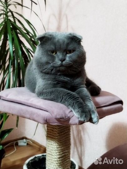 Шотландский вислоухий