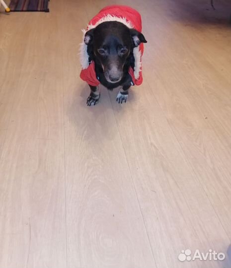 Собака в добрые руки отдам бесплатно