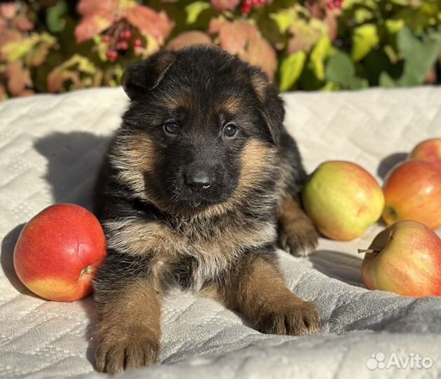 Черные и черно-рыжие щенки из питомника