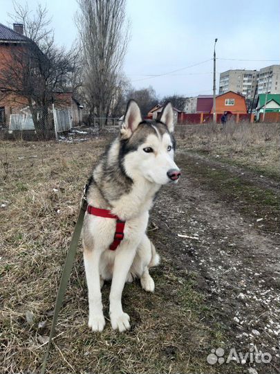 Вязка кобель хаски