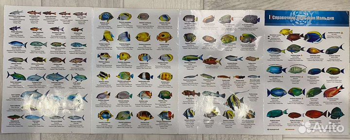 Справочник рыб Мальдив
