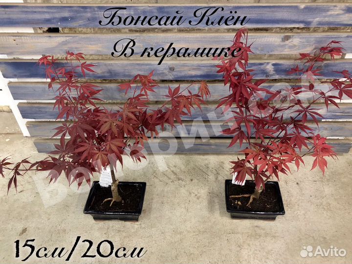 Бонсай: клён красный/вариегата/пальмовый/гардения