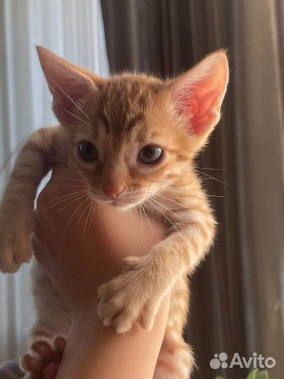 Котята породистые