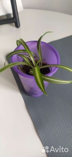 Хлорофитум кудрявый