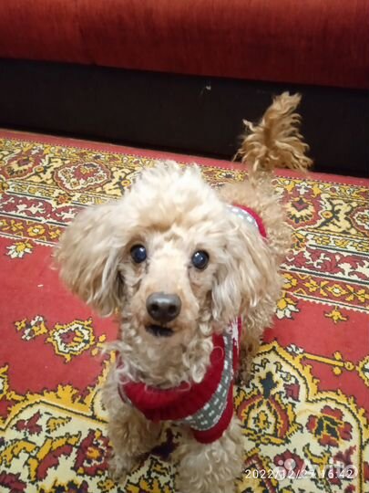 Свитер для собаки и кошки