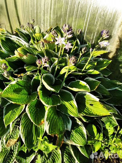 Хоста Уайт Брим