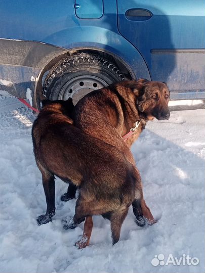 Кобель бельгийская овчарка на вязку