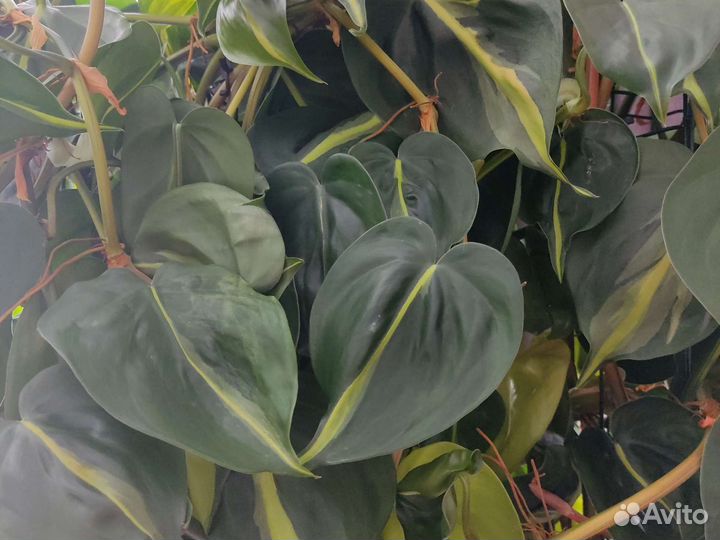 Комнатные цветы Бразил